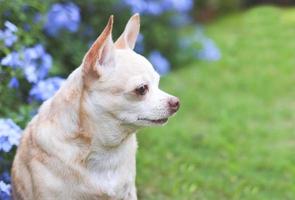 brown short hair  Chihuahua dog sitting on green grass in the garden with purple flowers,  looking away, copy space.