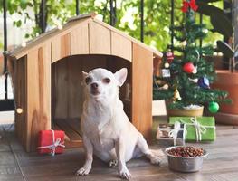 perro chihuahua de pelo corto sentado frente a la casa del perro de madera con tazón de comida para perros, árbol de navidad y cajas de regalo, mirando a la cámara. foto