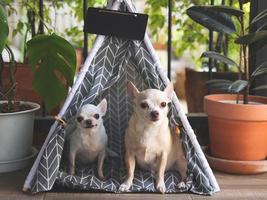 Two different size Chihuahua dogs sitting in gray teepee tent with blank name tag between house plant pot in balcony, looking at camera. photo