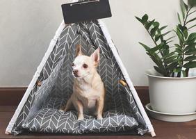 brown Chihuahua dog sitting in gray teepee tent with blank name tag beside plant pot on wooden floor and white wall, looking away. photo