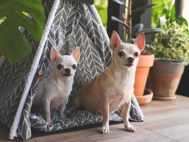 Two different size Chihuahua dogs sitting in gray teepee tent with blank name tag between house plant pot in balcony, looking at camera. photo