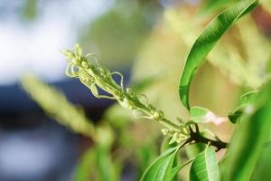 mango tree with mango flower blooming photo