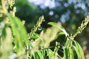 mango tree with mango flower blooming photo