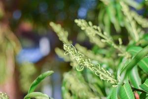 mango tree with mango flower blooming photo