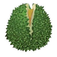 Durian musang icon, cartoon style vector