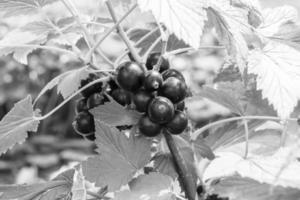 Beautiful berry branch black currant bush with natural leaves photo