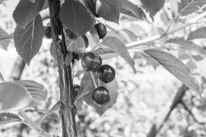 Photography on theme beautiful fruit branch cherry tree photo