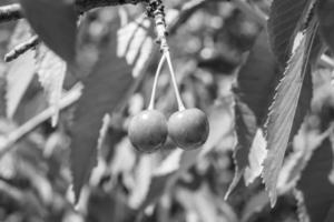 fotografía sobre el tema hermosa fruta rama cerezo foto