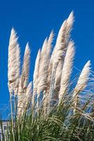 hierba de la pampa en plena floración en Eastbourne foto