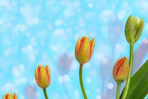 Bouquet. Greeting card. spring flowers tulips. photo