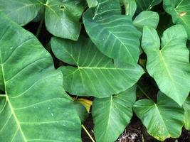 Top view of big green taro leaves after raining photo