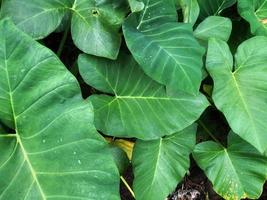 Top view of big green taro leaves after raining photo