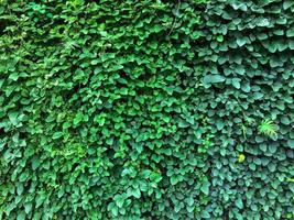 Green ivy leaves wall background. nature texture plants. Natural decoration plant photo