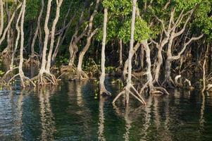 los árboles de manglares en los bosques de manglares con raíces ramitas crecen en el agua. foto