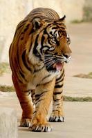 Pacing wild tiger looking for for food. photo