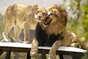 Male lion angry with female lioness trying to show him some affection. photo