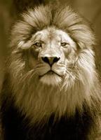 Lion Head Shot Portrait in Sepia Tone. photo