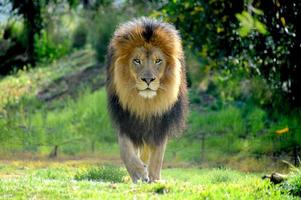león macho caminando de manera acechante directamente hacia la cámara. foto