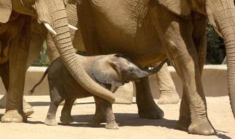 A baby elephant is being protected by its family in the herd. photo