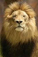 primer plano de retrato de león macho con ojos intensamente vigilantes. foto