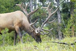 Bull Elk close-up grazing on grass in a clearing of the forest. photo