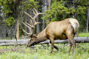 Bull Elk grazing in a meadow located in the forest of Yellowstone National Park. photo