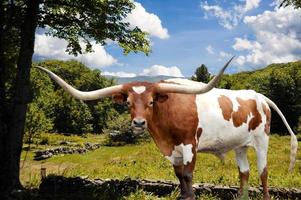 el toro de cuernos largos de texas se para majestuosamente frente a un prado para pastar. foto