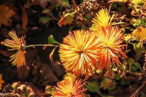 Chrysanthemum. Autumn Flowers. Beautiful Autumn pink, purple, violet, white Chrysanthemum Flowers. Postcard, greetings. Banner Spring flowers of different colors .Top view. Texture and background. photo