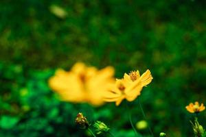 beautiful yellow cosmos flower blurred background, border. The concept of spring nature. Selective soft focus photo