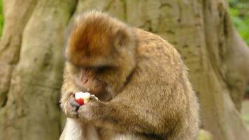 singe macaque de barbarie mangeant une pomme video