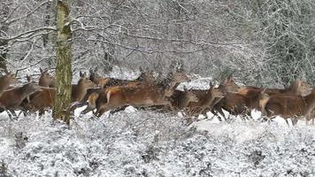Herd Of Red Deer Running Through A Winter Forest video