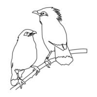 two male birds single continuous line vector