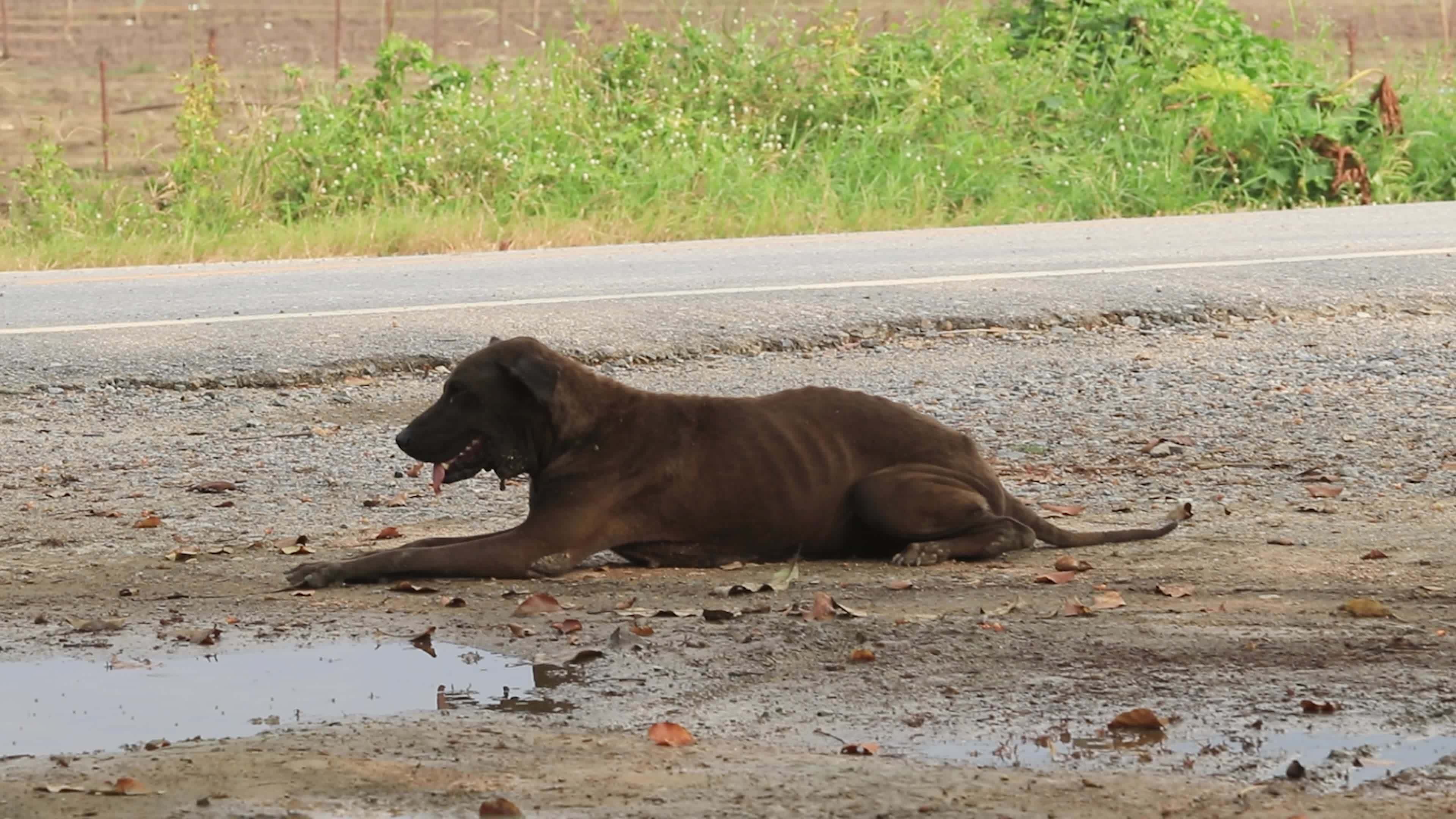 female black stray dog waiting for food scraps to survive day by day is ...