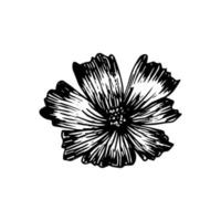 An opened flower in the style of engraving. Realistic hand-drawn black contour flower isolated on white. Vector stock flower illustration.