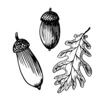 acorns and oak leaf - hand drawn doodle style drawing vector