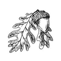 Black-white drawing of an acorn with two oak leaves vector illustration. Traced sketch set in the engraving style