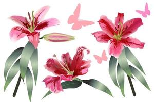 conjunto vectorial de tres lirios rosas realistas en tallos verdes con hojas con silueta de mariposa en un fondo blanco vector