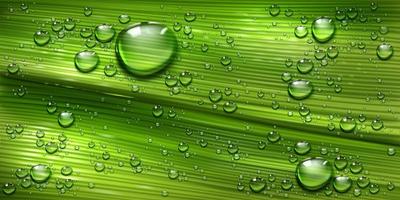 Tree leaf texture with water drops, green plant vector