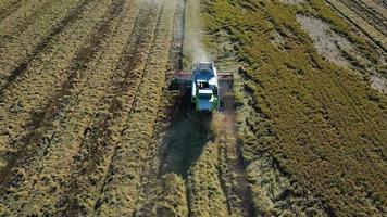 lisboa, portugal - 5 de noviembre de 2022 cosecha del arroz por tractor de máquina en un vasto campo. agricultura industrial reserva natural del estuario del tajo en lisboa, portugal. arroz nativo de portugal. video