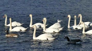 Swans Gliding Over A Lake video