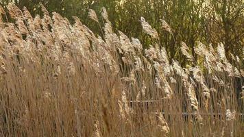 Long Grasses Swaying In The Breeze video