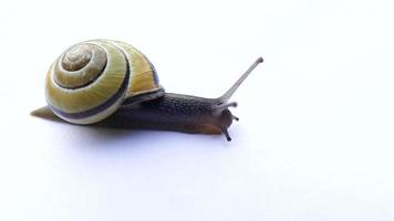 Snail Moving Slowly Over A White Background video