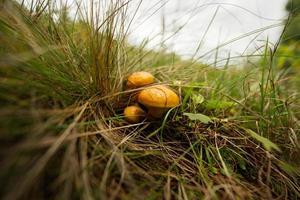 Buttercup mushrooms Latin Suillus luteus is a yellow mushroom growing in the forest in autumn. photo