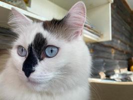 The head and muzzle of a white with black spots fluffy beautiful cat with blue eyes and long whiskers and ears, lying on the bed photo