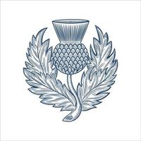 Ilustración de vector de diseño de insignia de emblema de cardo escocés militar, en estilo dibujado a mano