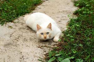 lindo gato de punto rojo con ojos azules está tirado en la calle. foto
