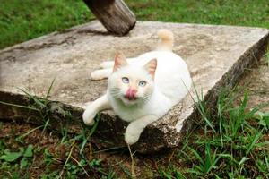 Cute red point cat with blue eyes is lying on the street. photo