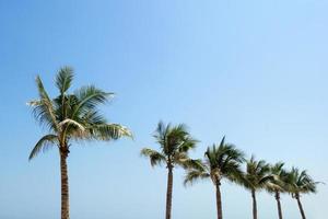 The view on the palm trees on a background of a blue sky. photo