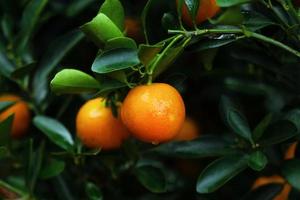 Ripe and fresh tangerines with drops of water on a tree in a garden. Hue, Vietnam. photo