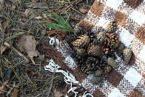 Top view on a checkered woolen blanket with pinecones in a forest. photo